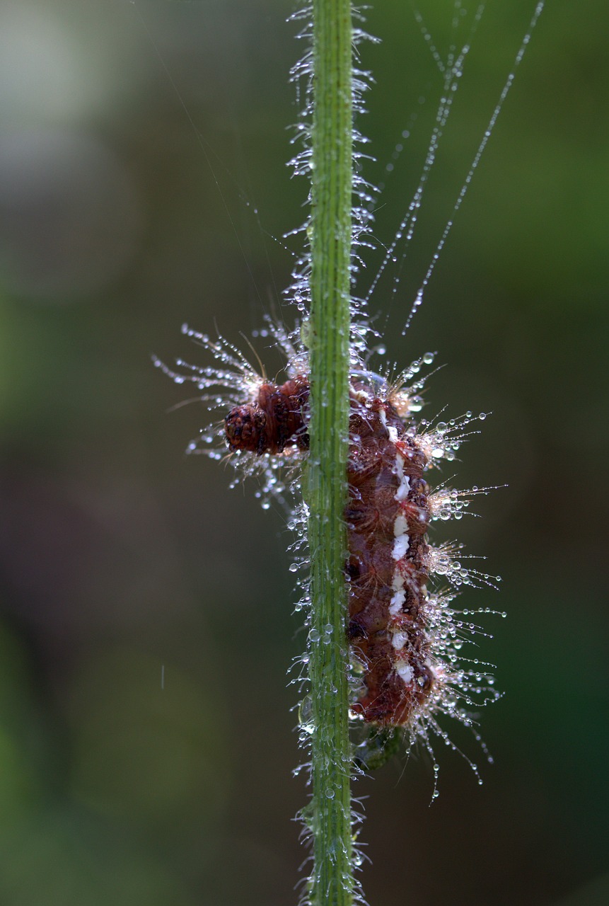 caterpillar the larva wet free photo