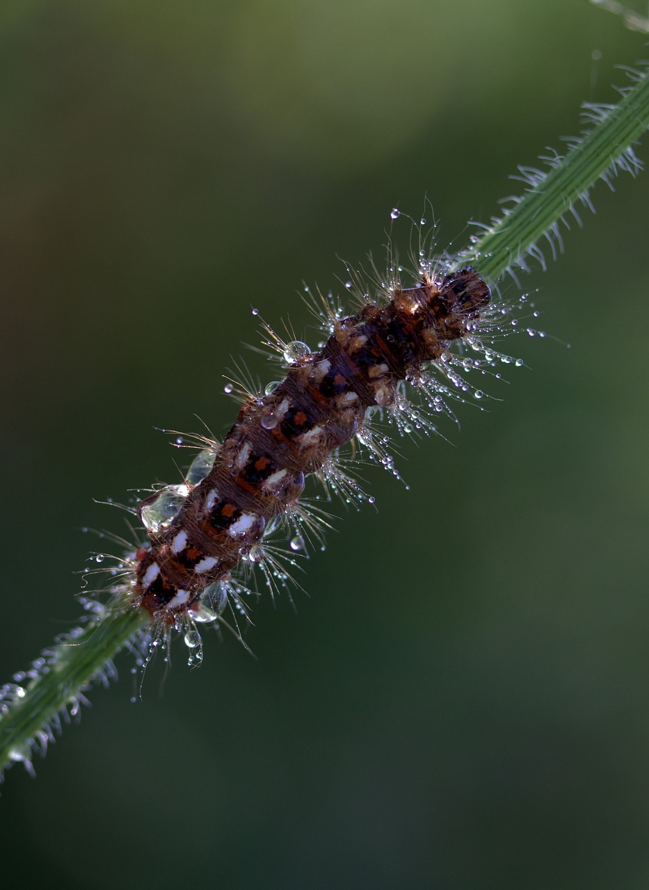 caterpillar the larva wet free photo