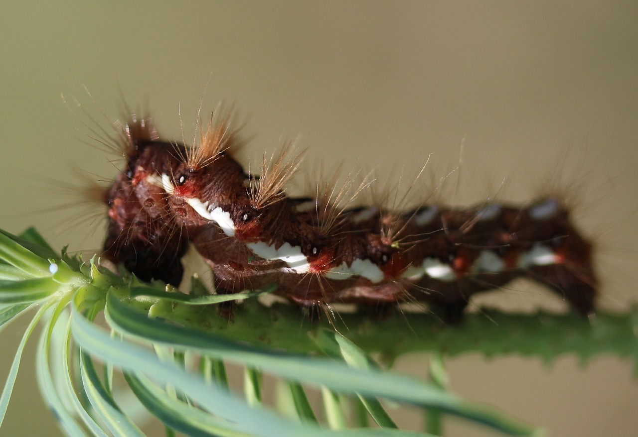 caterpillar the larva brown free photo