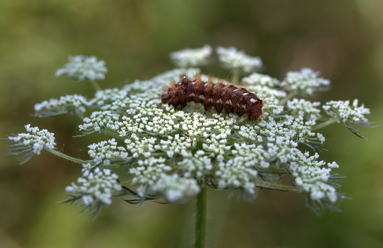 caterpillar the larva brown free photo