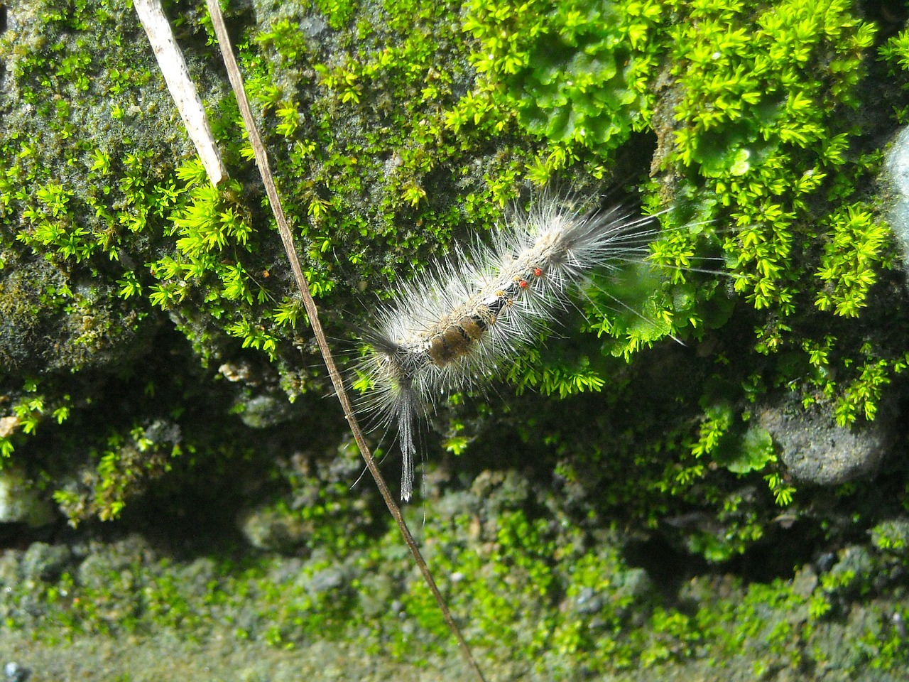 caterpillar feather hump free photo