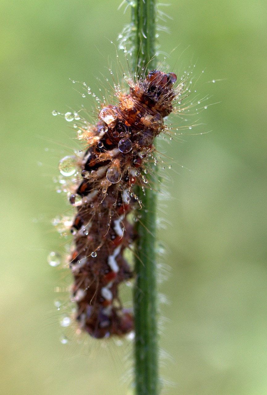 caterpillar the larva wet free photo