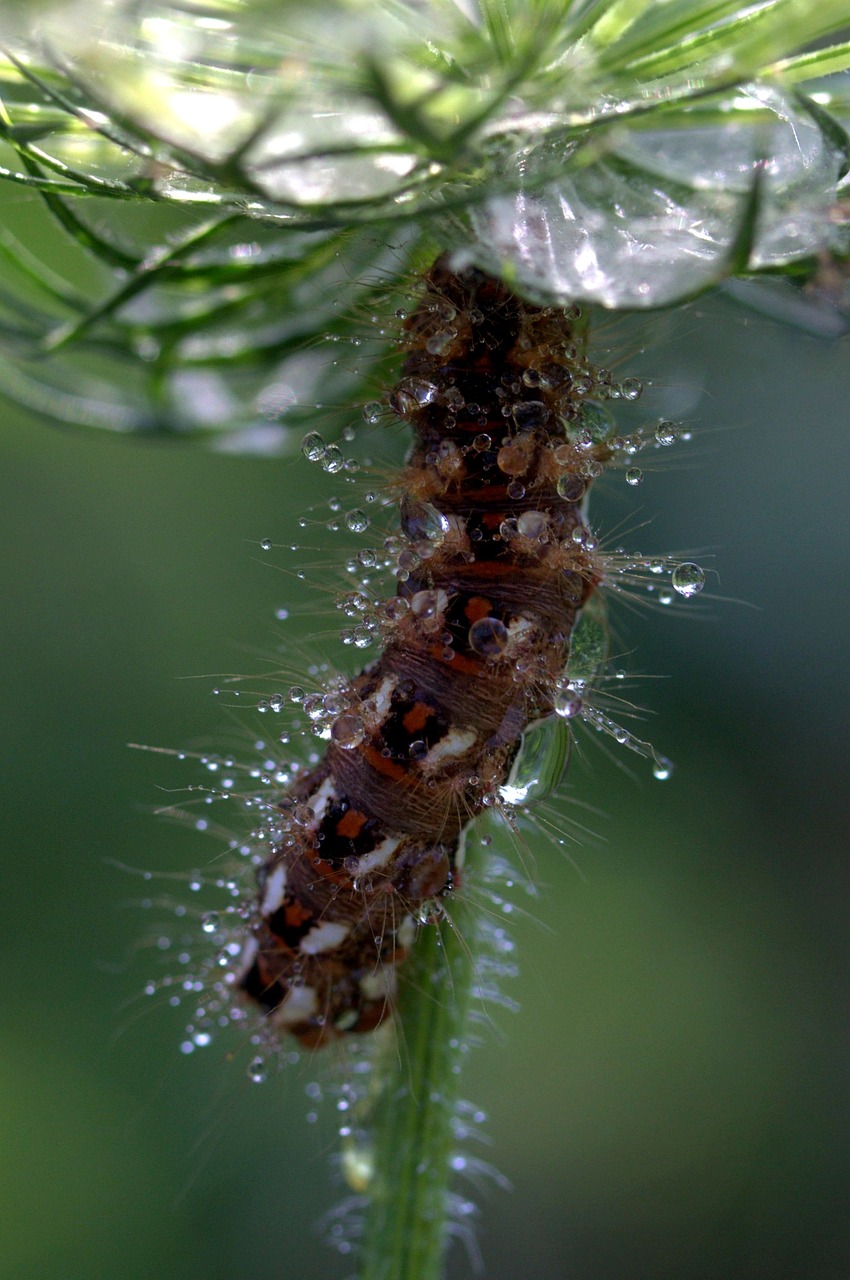 caterpillar the larva wet free photo