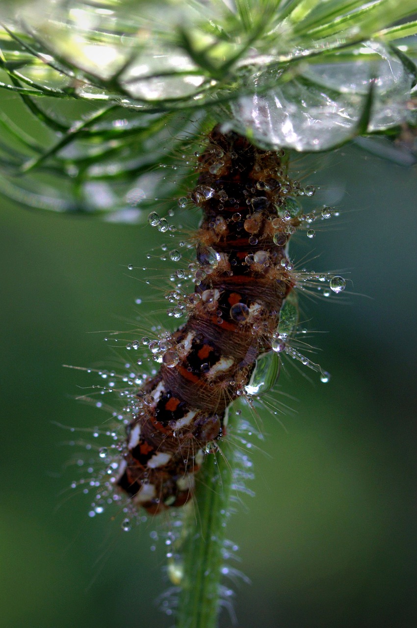 caterpillar the larva wet free photo