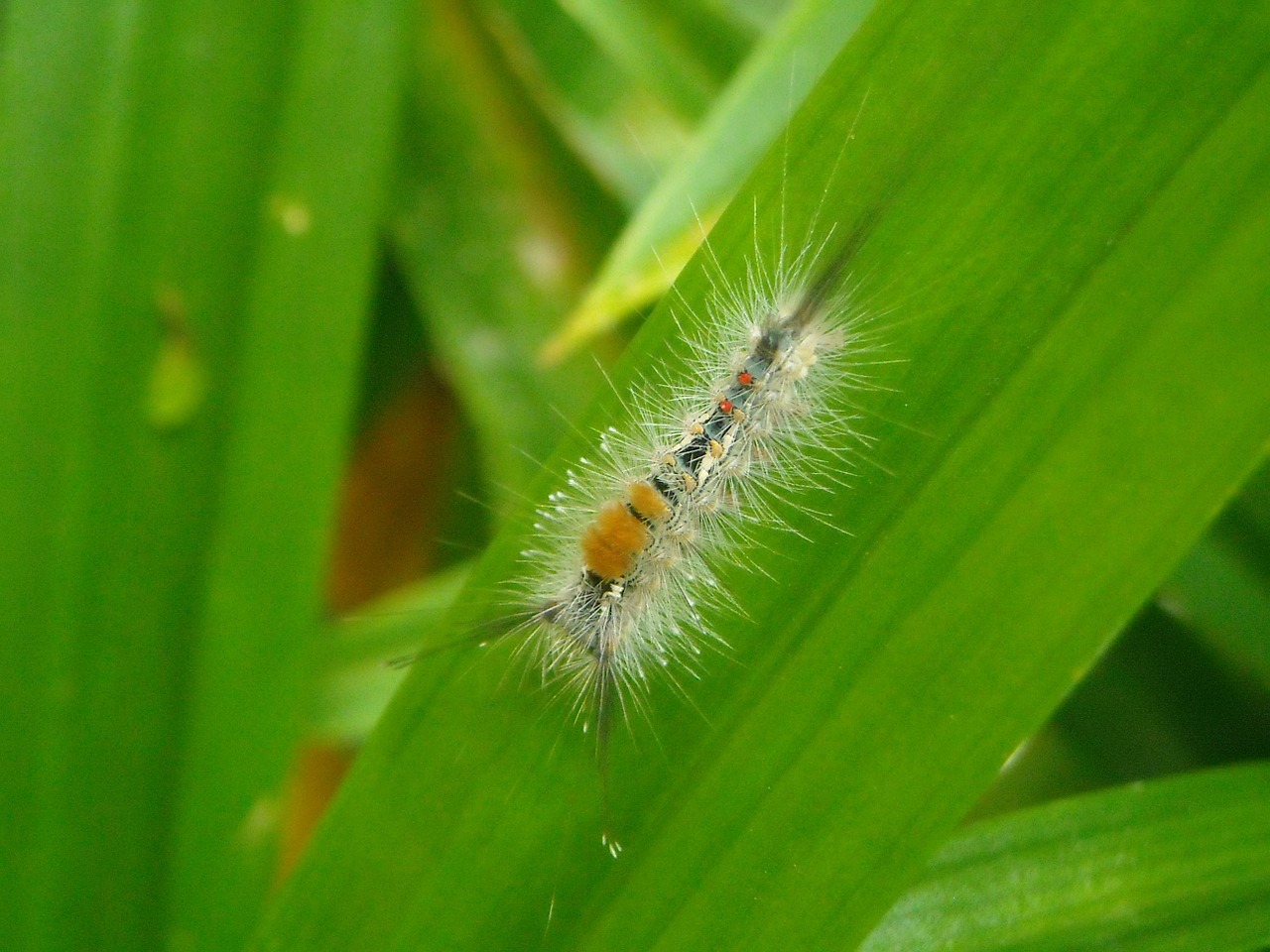 caterpillar feather hump free photo