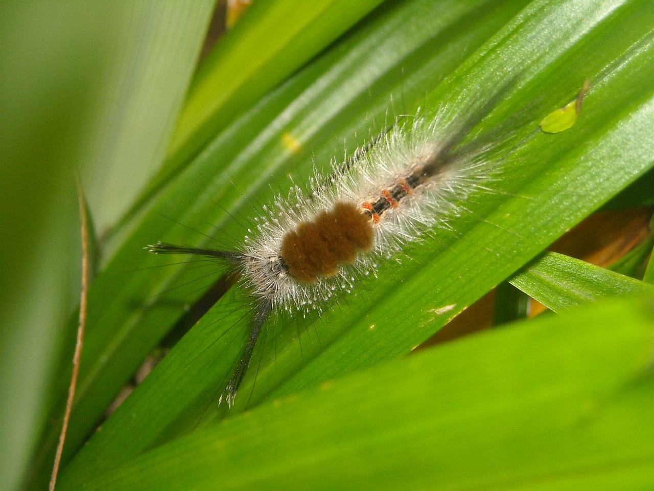 caterpillar hump feather free photo