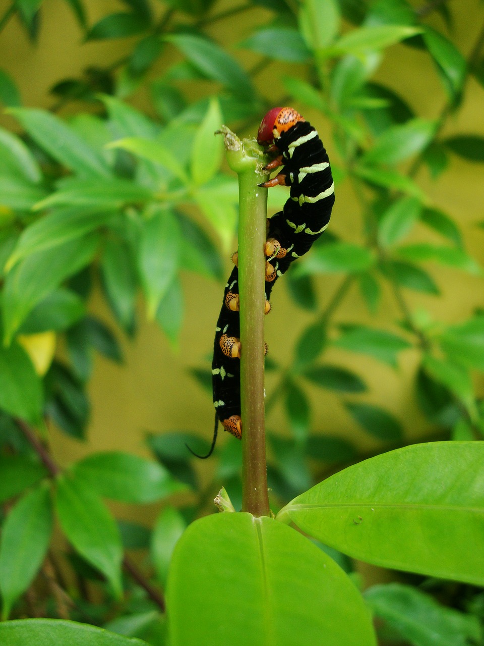 caterpillar nature insect free photo