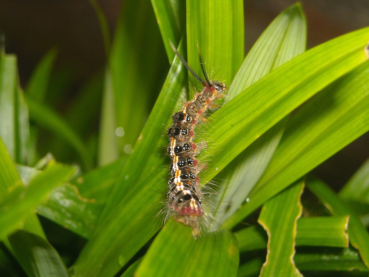 caterpillar feather color free photo