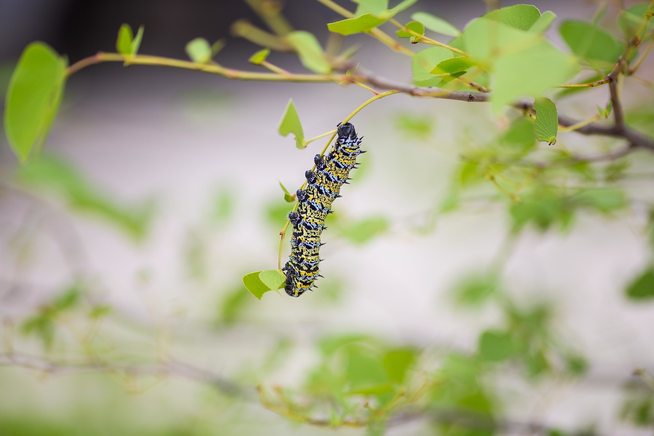 caterpillar leaves green free photo