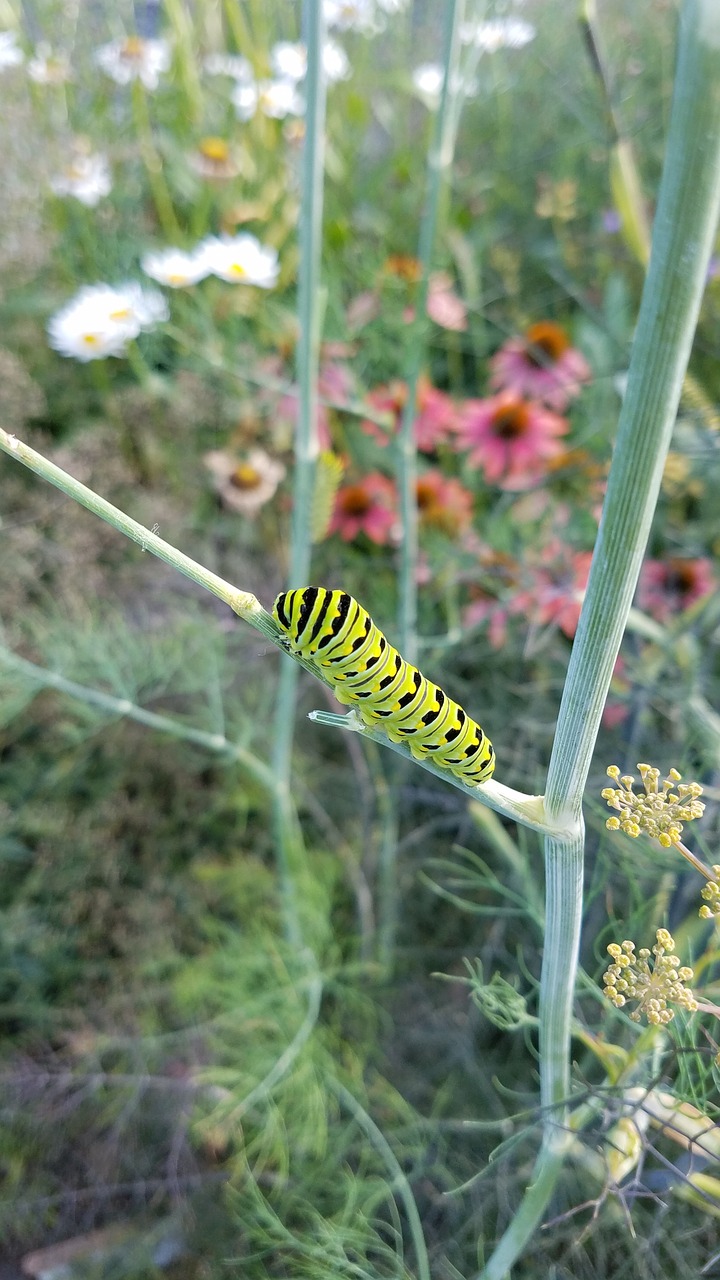 caterpillar black swallowtail butterfly free photo