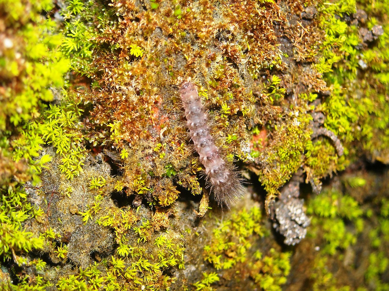 caterpillar moss green free photo