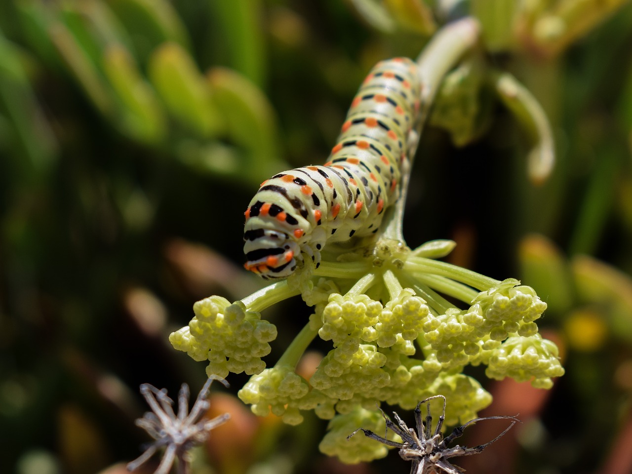 caterpillar lepidoptera animal free photo