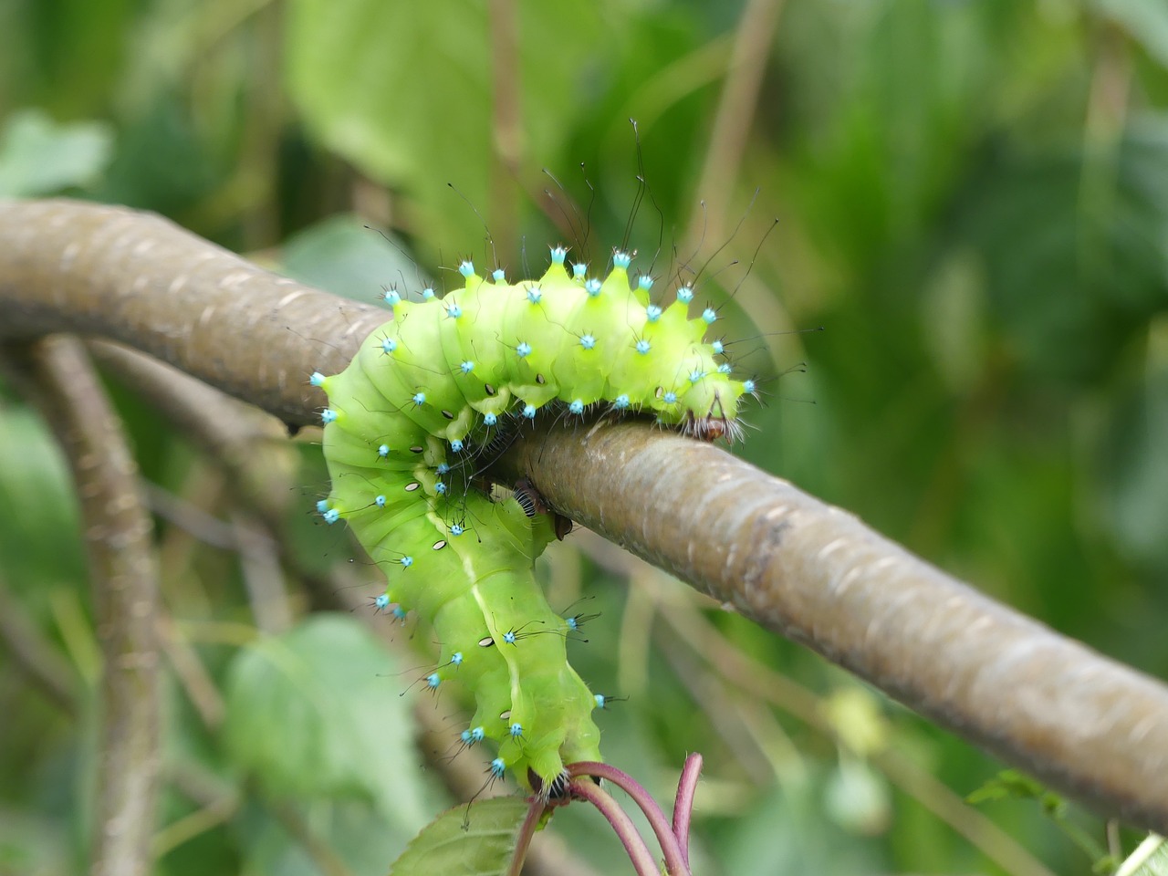 caterpillar wiener nachtpfauenauge insect free photo