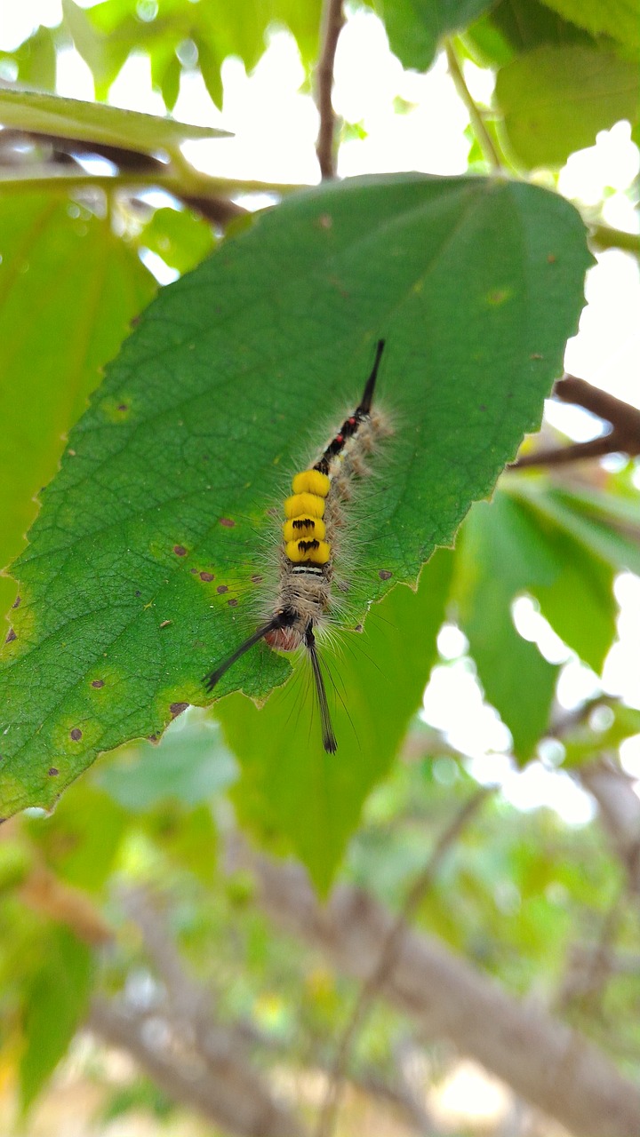 caterpillar insect butterfly free photo