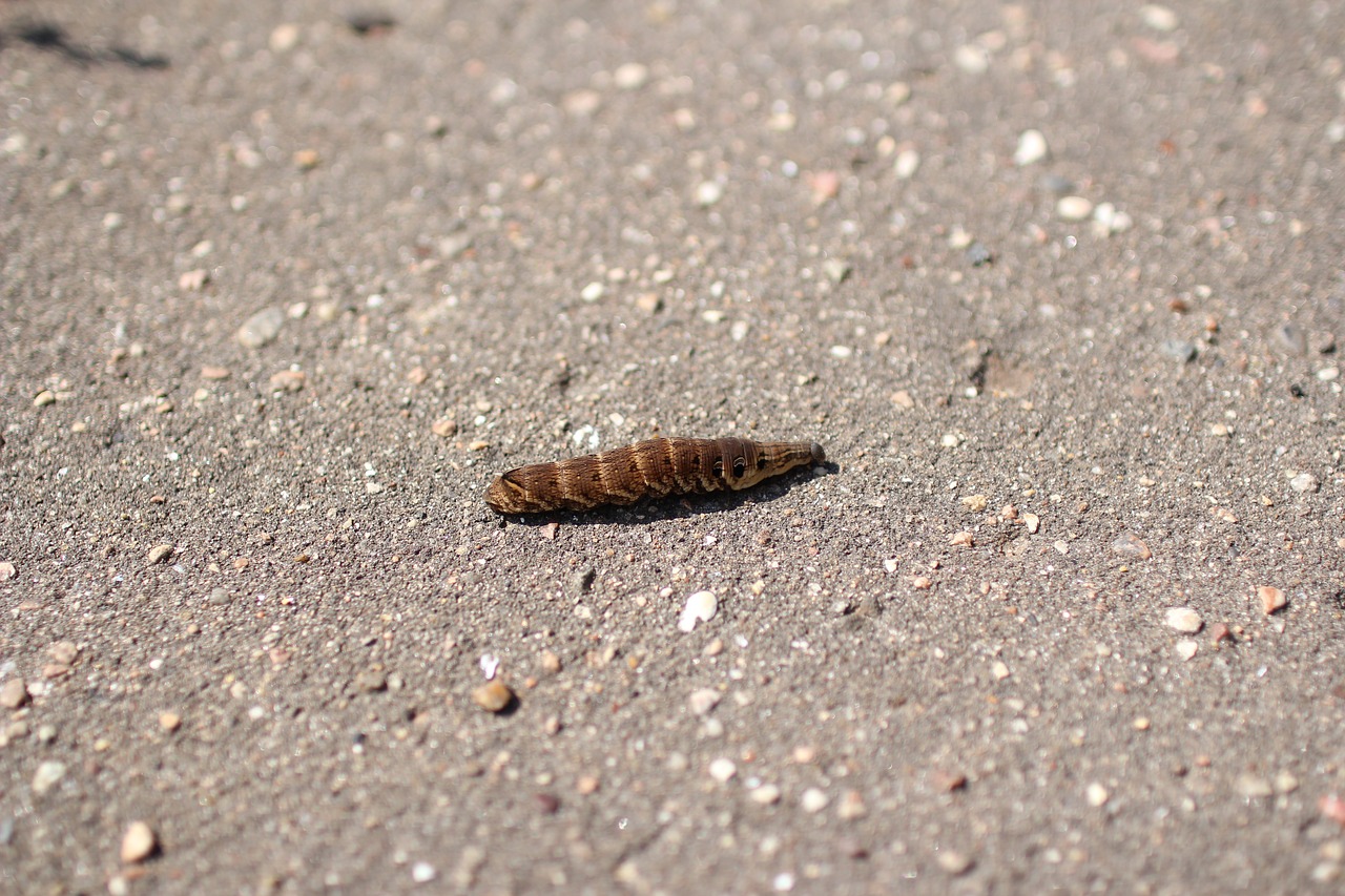 caterpillar creeps road free photo