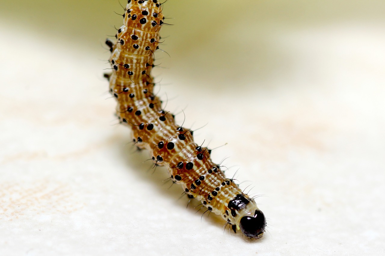 caterpillar salad butterfly free photo