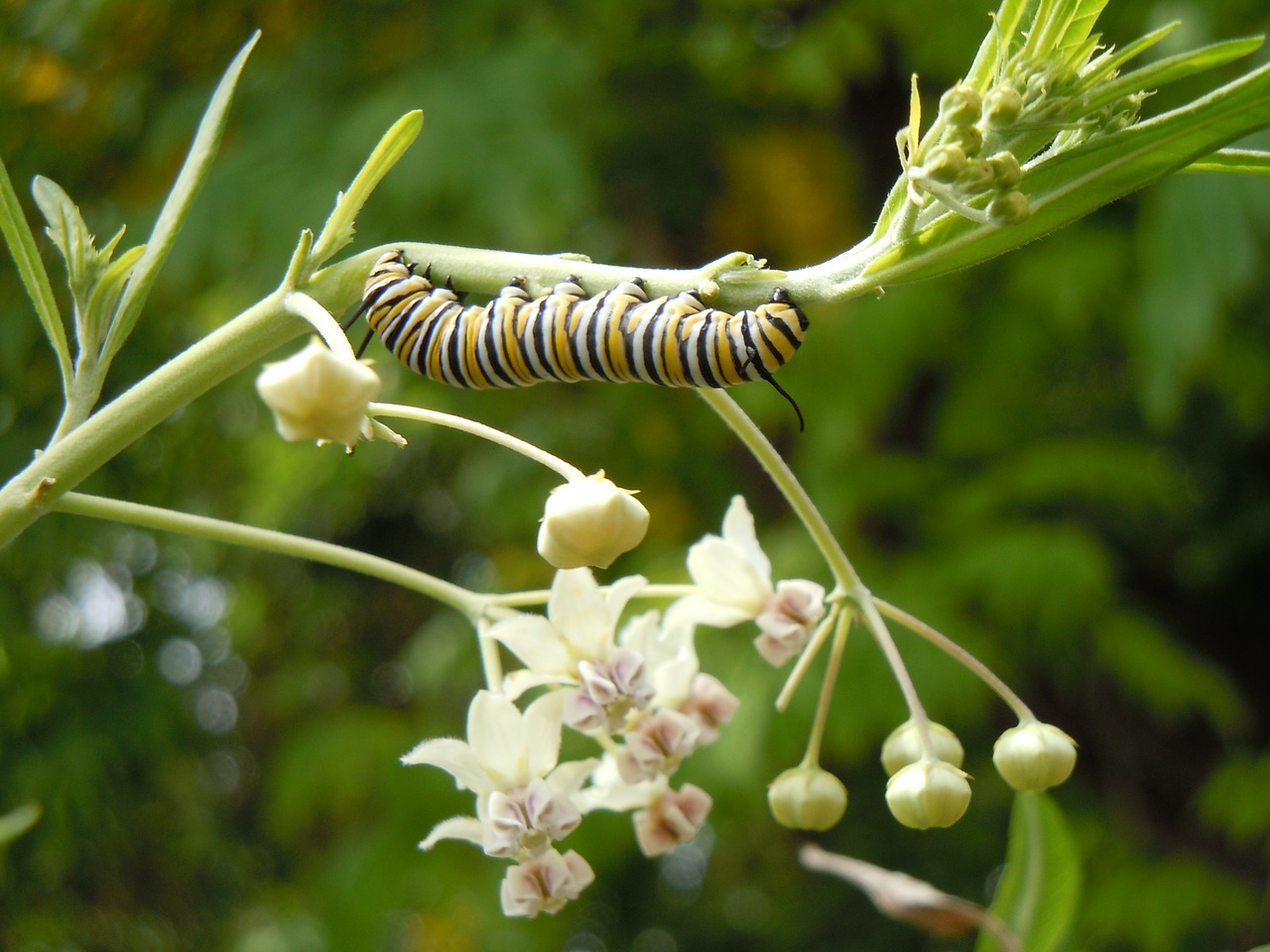 caterpillar insect nature free photo