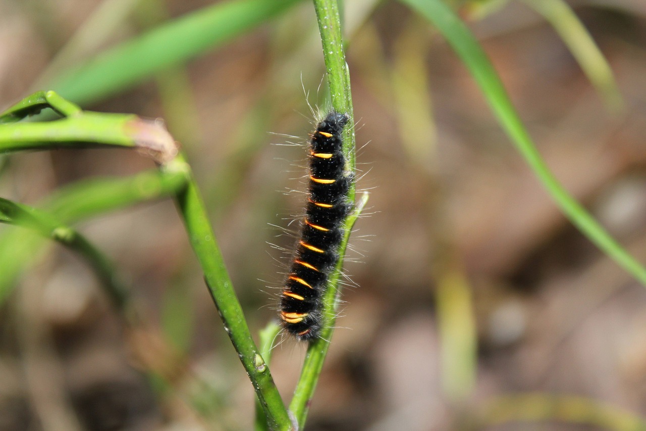 caterpillar forest nature free photo