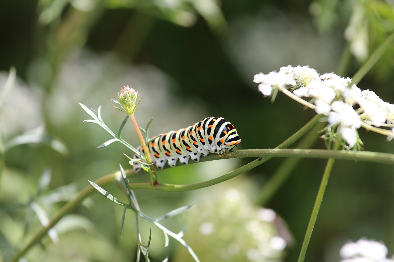 caterpillar colorful pattern free photo
