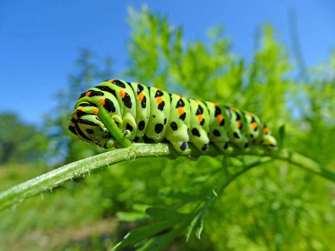 caterpillar dovetail butterfly free photo