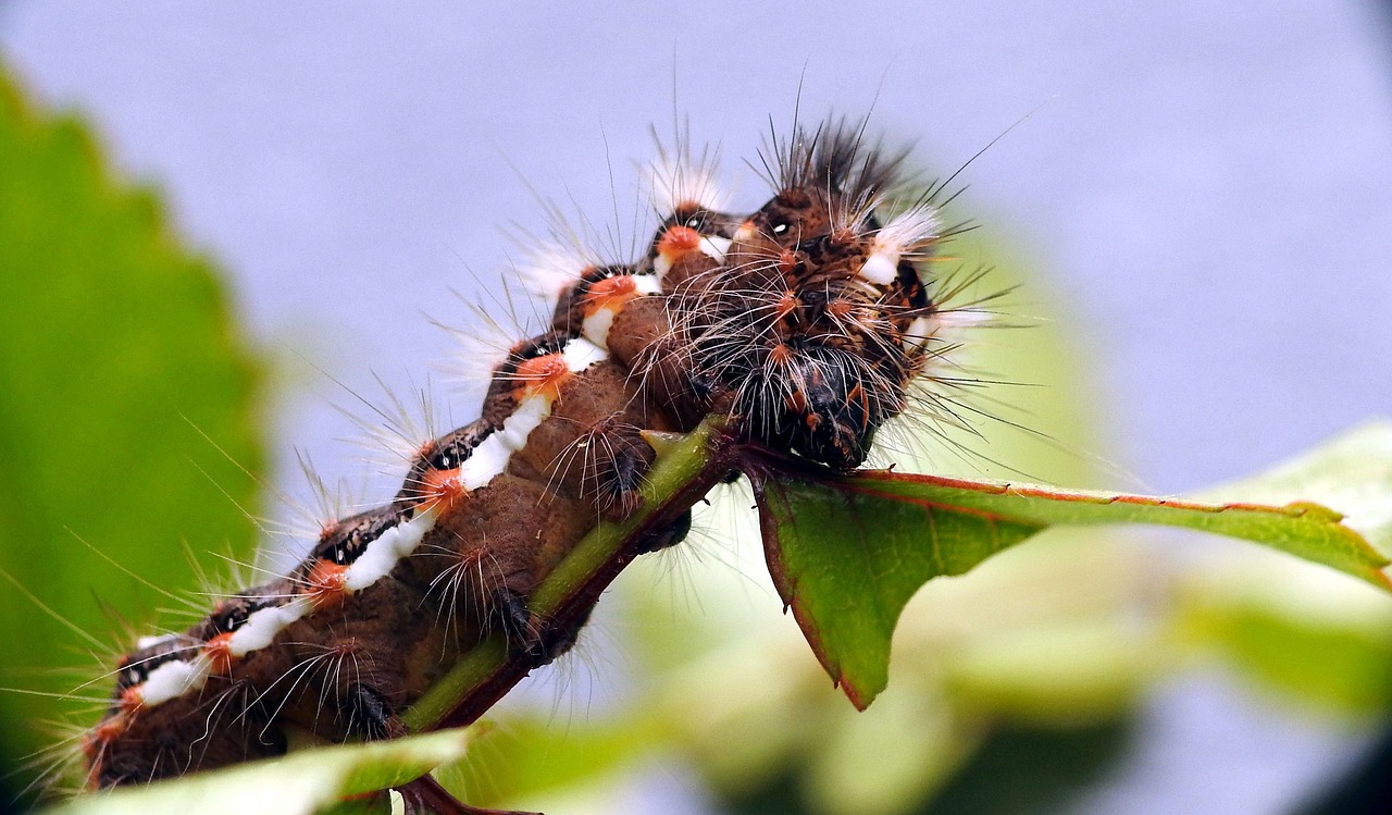 caterpillar macro butterfly free photo