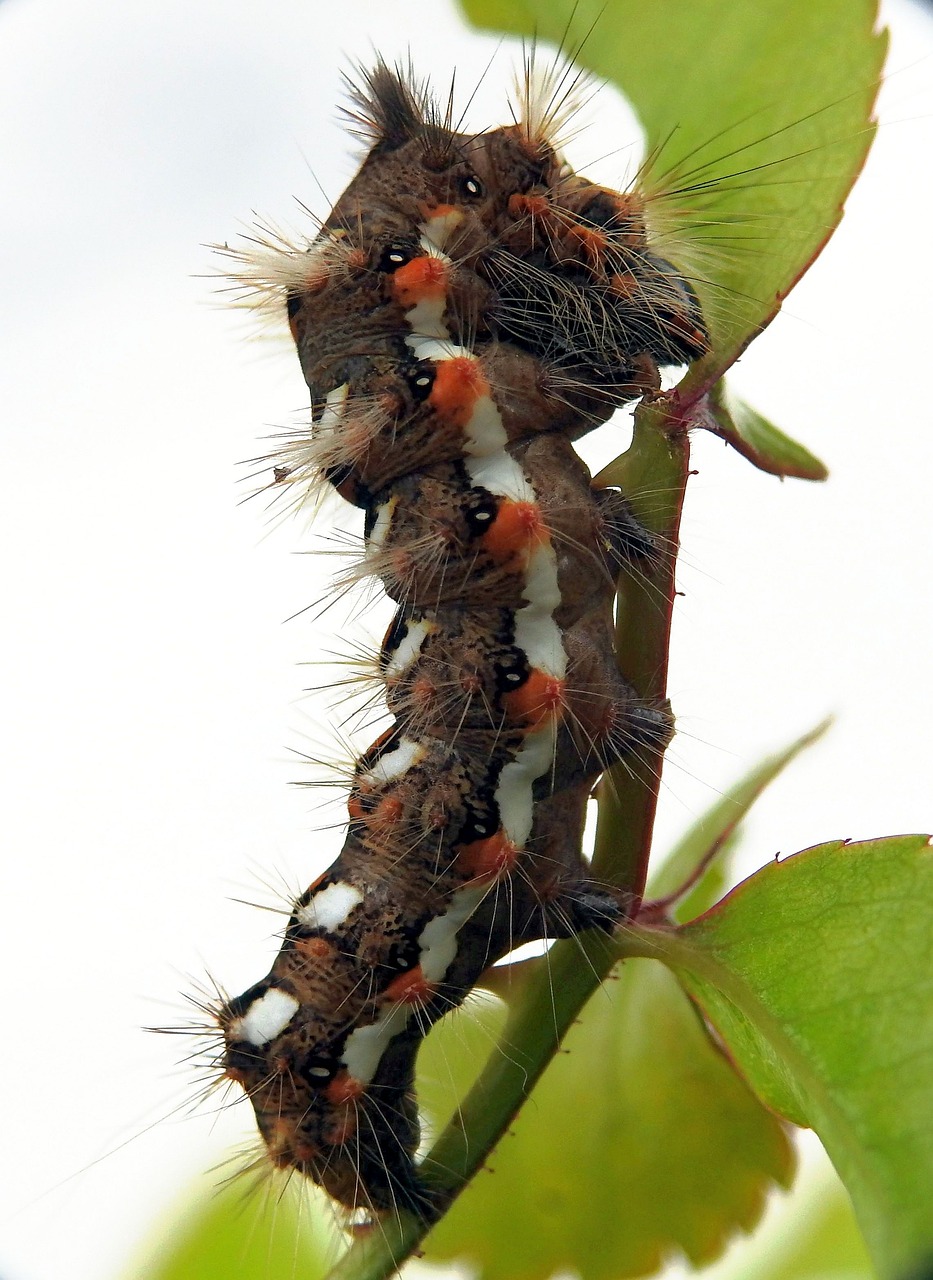 caterpillar macro nature free photo