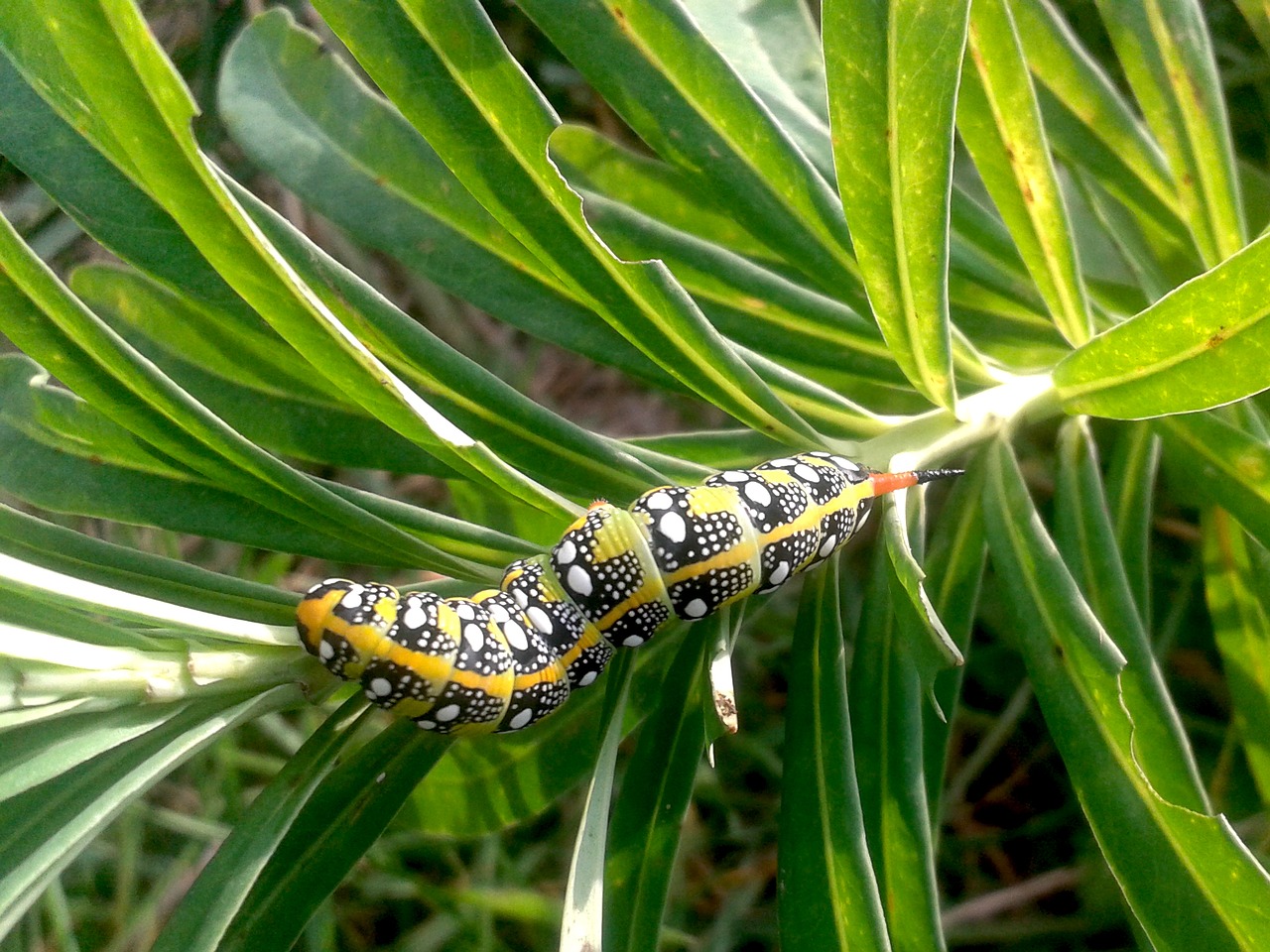 caterpillar butterfly hawk free photo