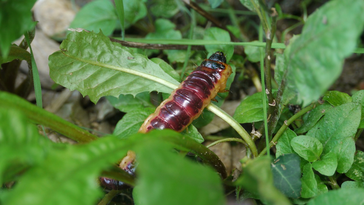 caterpillar garden insect free photo