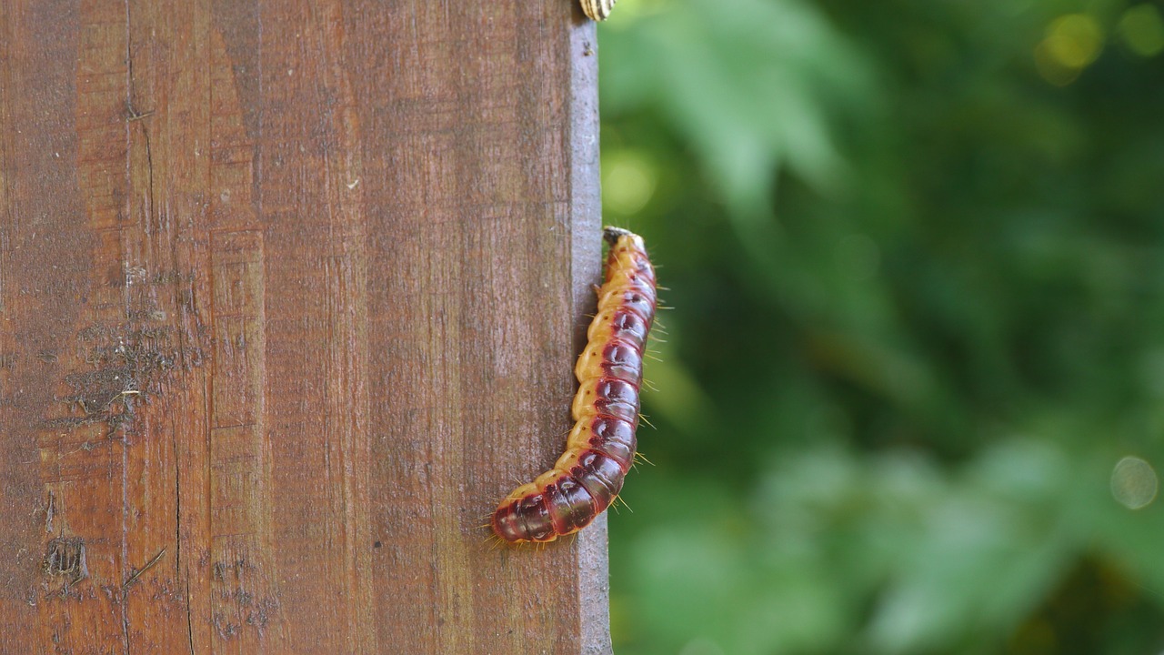 caterpillar nature garden free photo