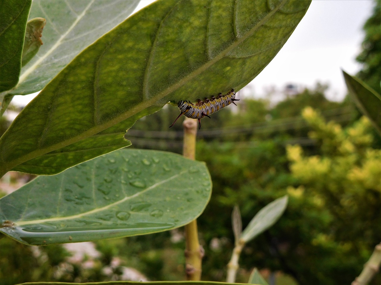 caterpillar nature leaves free photo