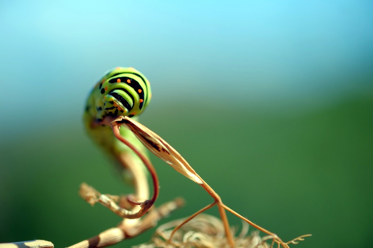 caterpillar green insect free photo