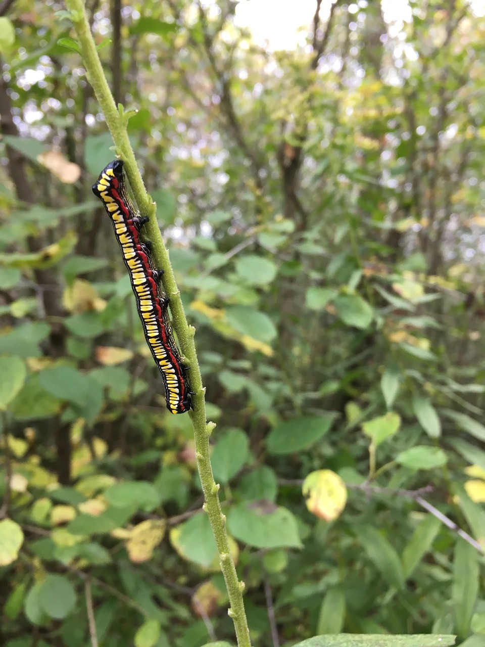 caterpillar forest worm free photo
