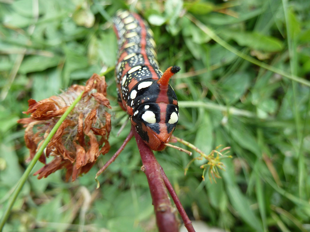 caterpillar nature red free photo