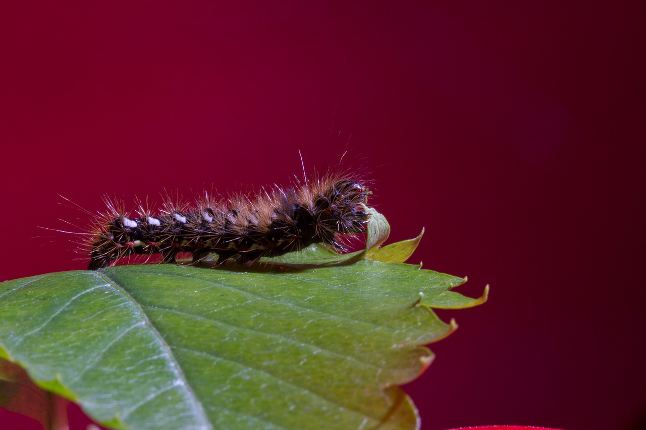 caterpillar eat macro free photo