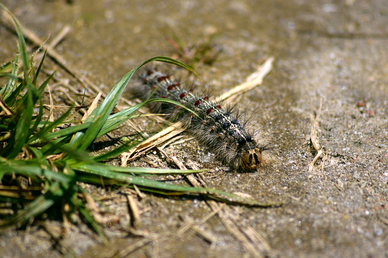 caterpillar nature macro free photo