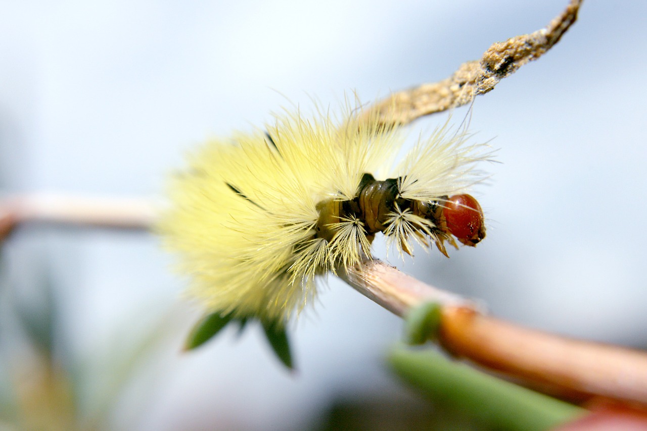 caterpillar macro silk free photo