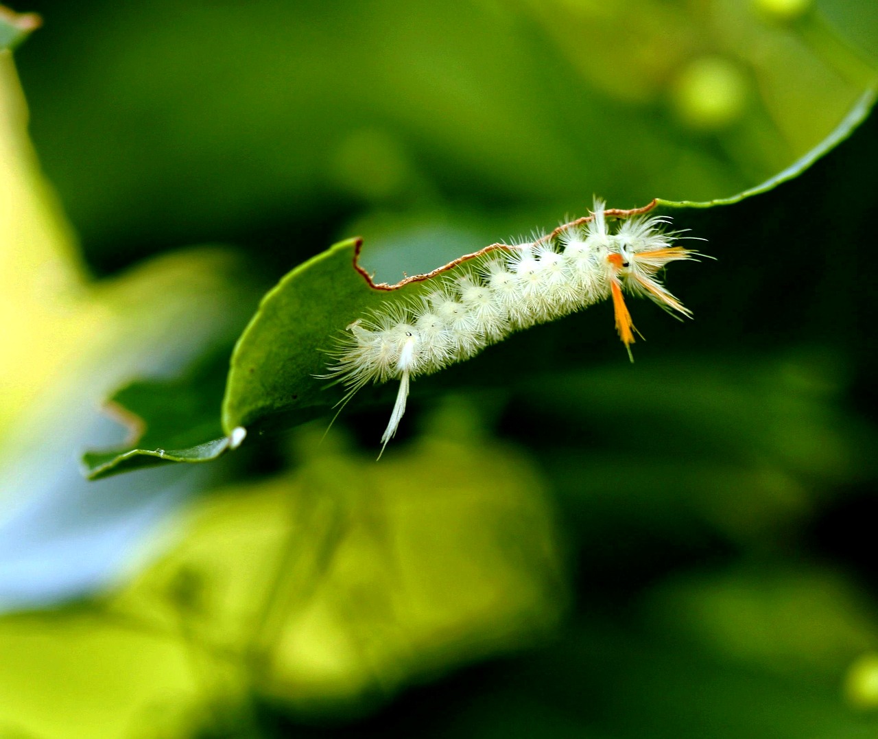 caterpillar leaf insect free photo