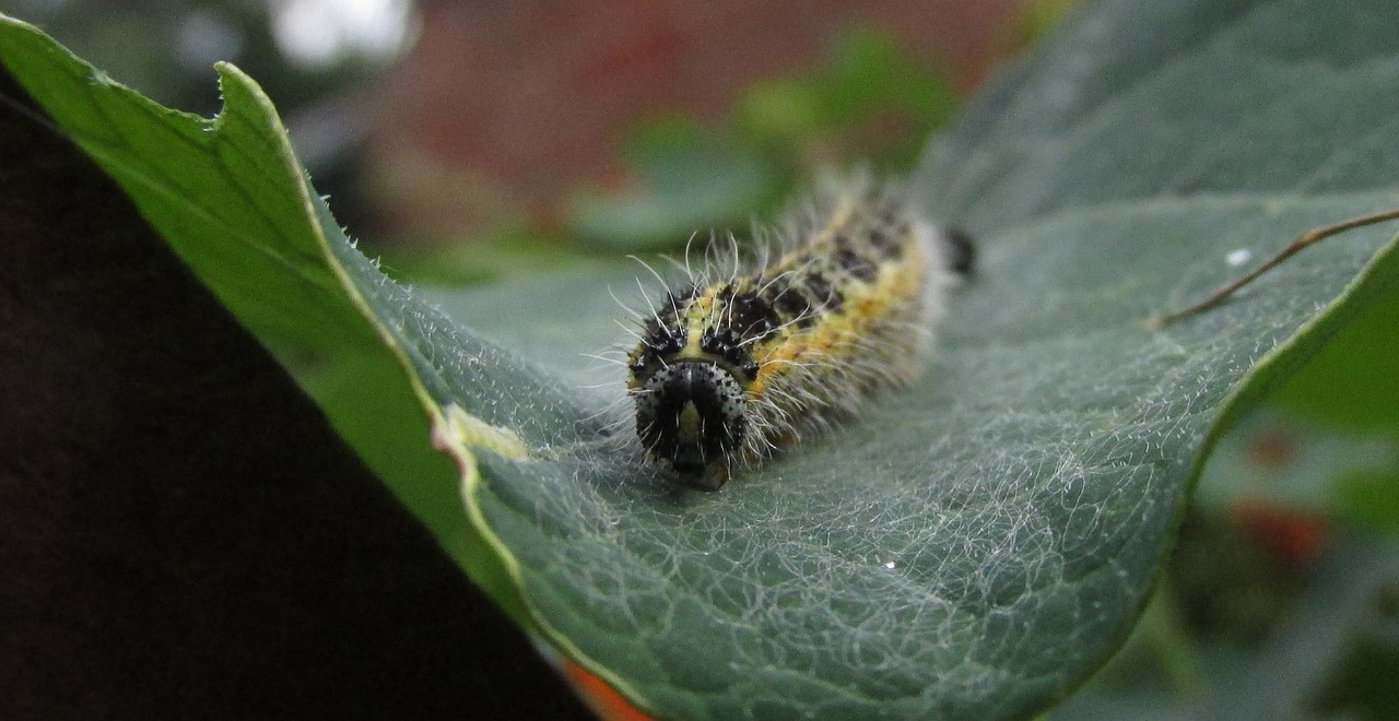 caterpillar leaf macro free photo