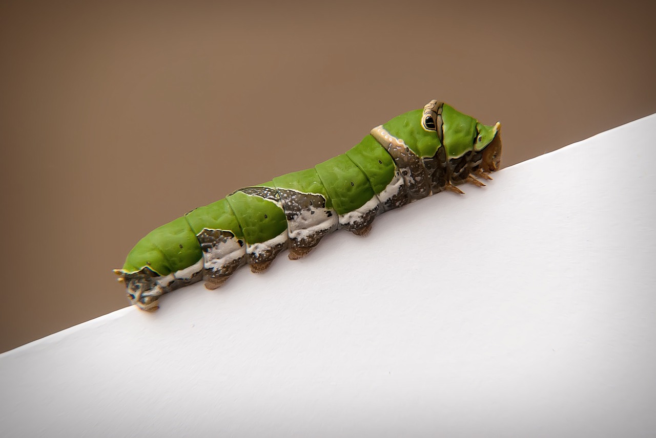 caterpillar swallowtail mandibles free photo