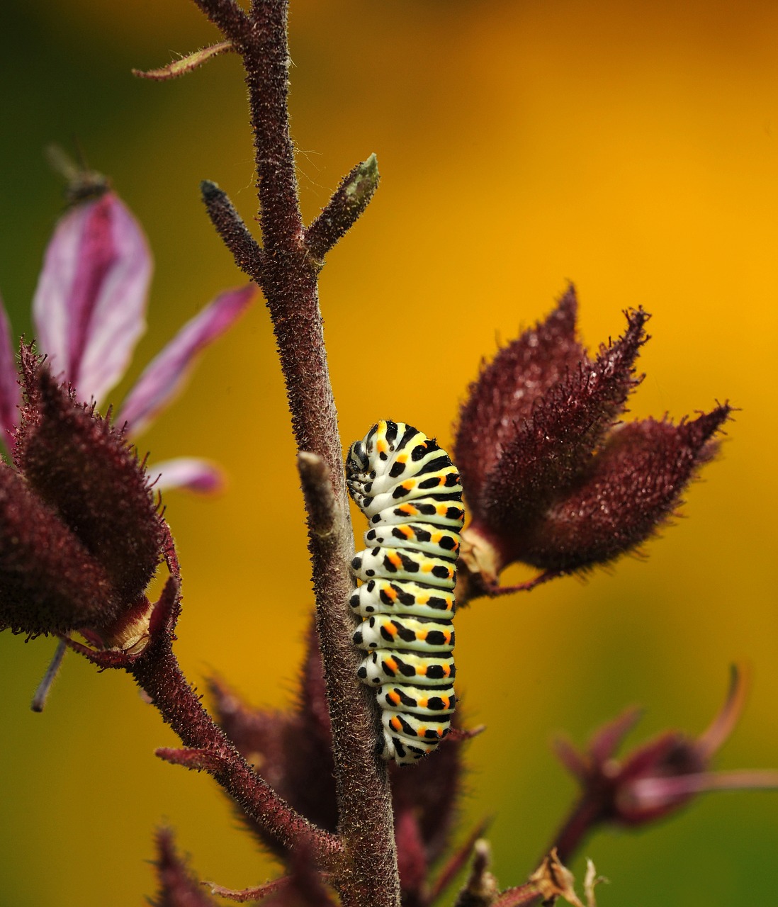 caterpillar butterfly dovetail free photo