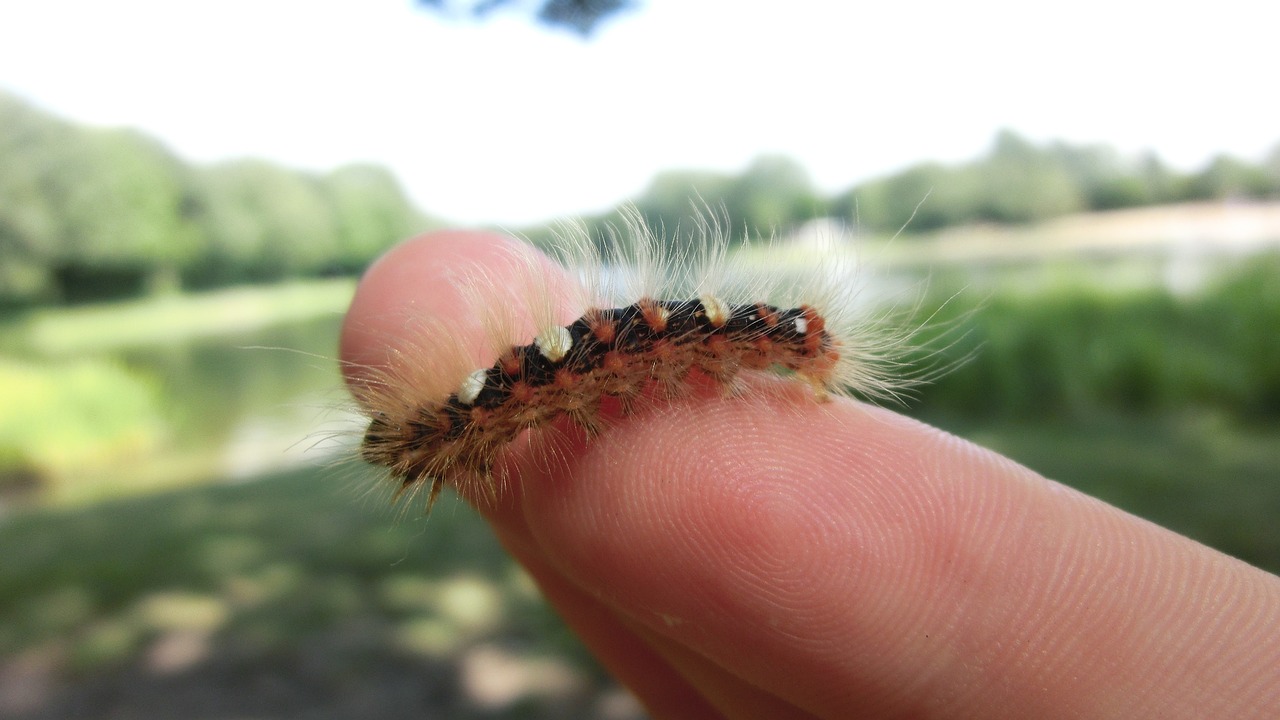 caterpillar small animal insect free photo