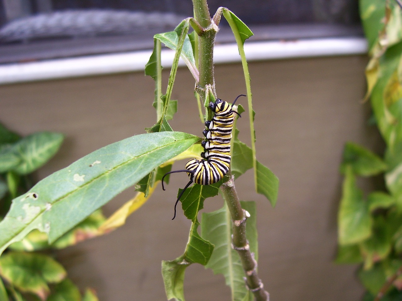 caterpillar monarch butterfly free photo