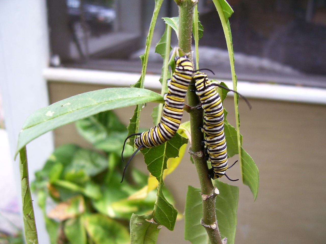 caterpillar monarch butterfly free photo