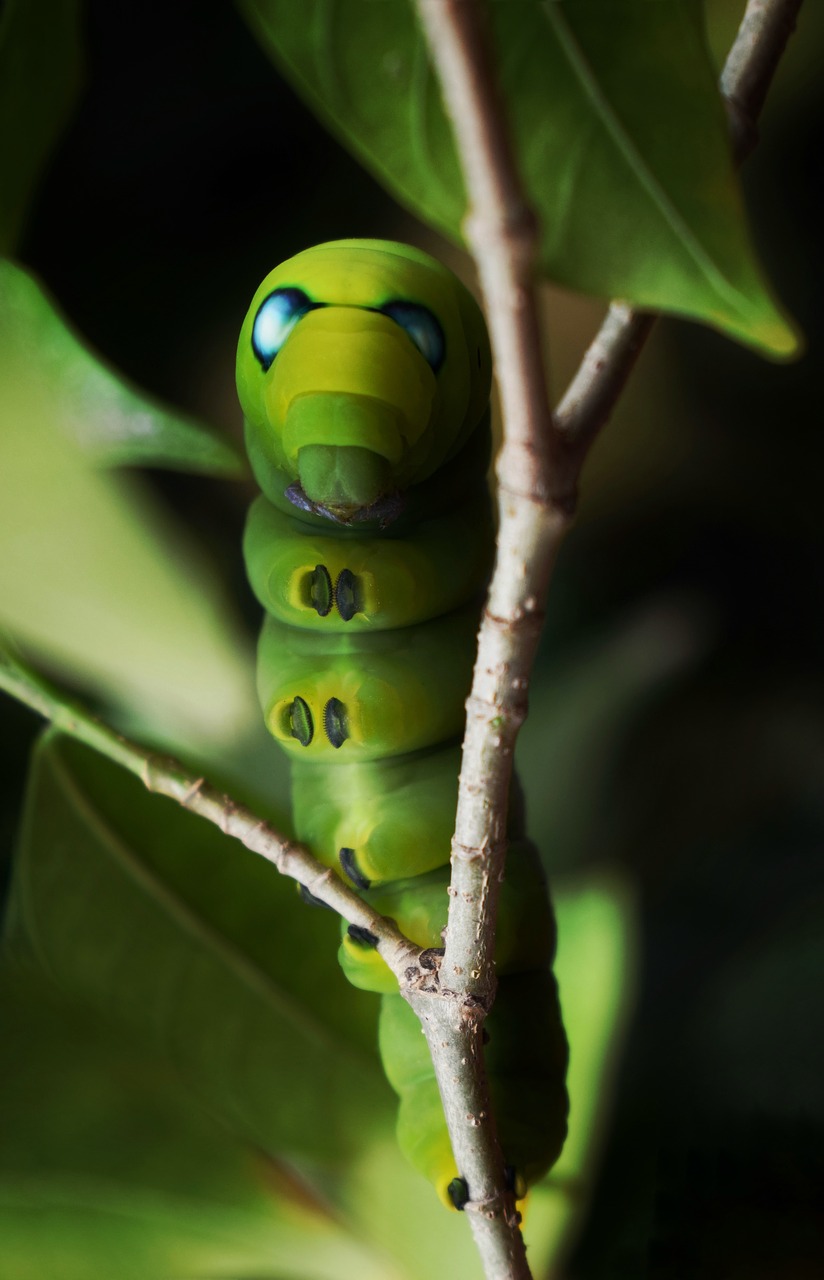caterpillar moth green free photo