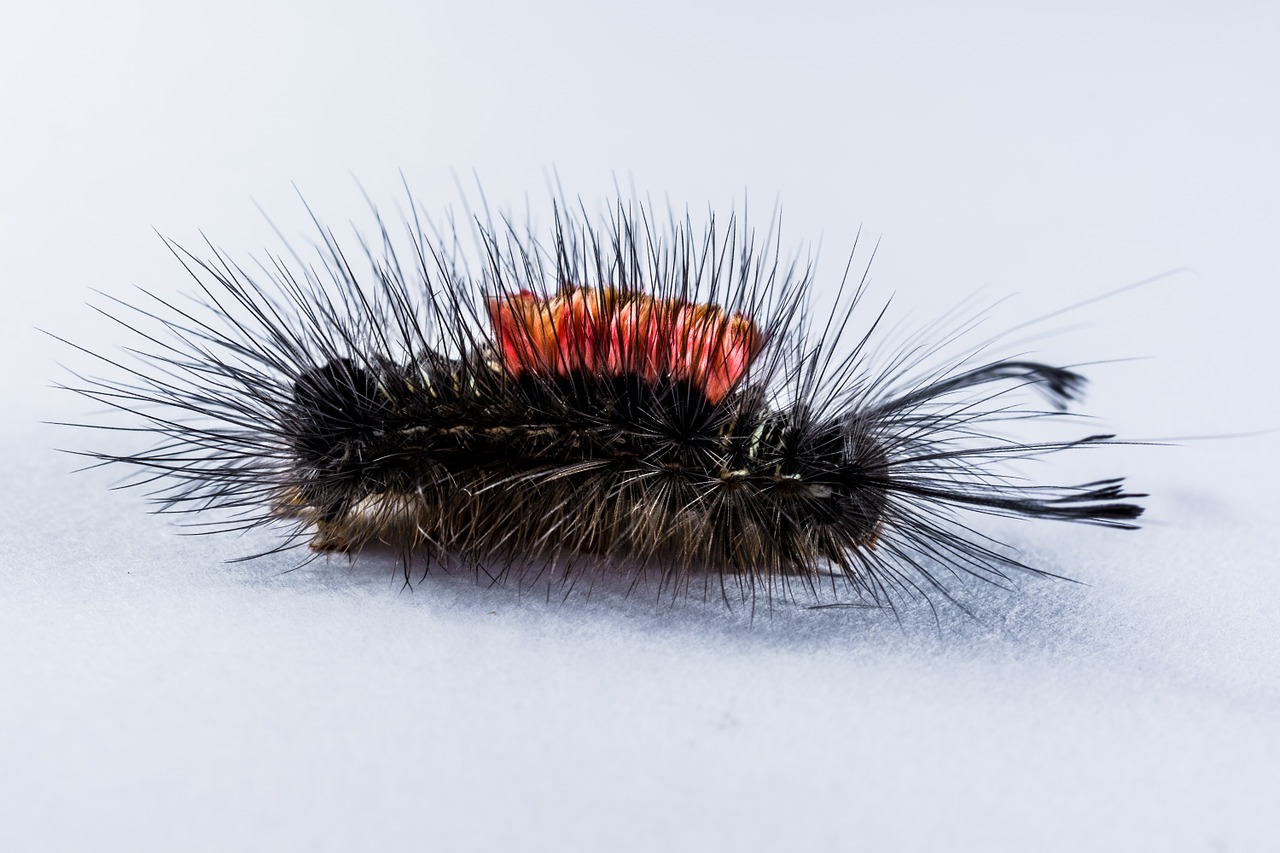 caterpillar hairy prickly free photo