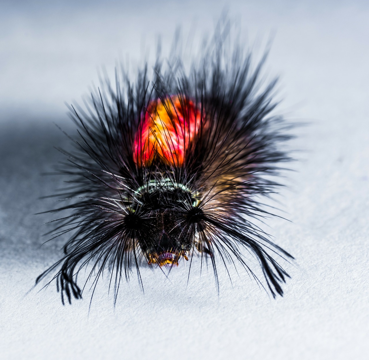 caterpillar hairy prickly free photo