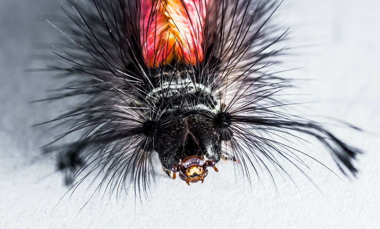 caterpillar hairy prickly free photo