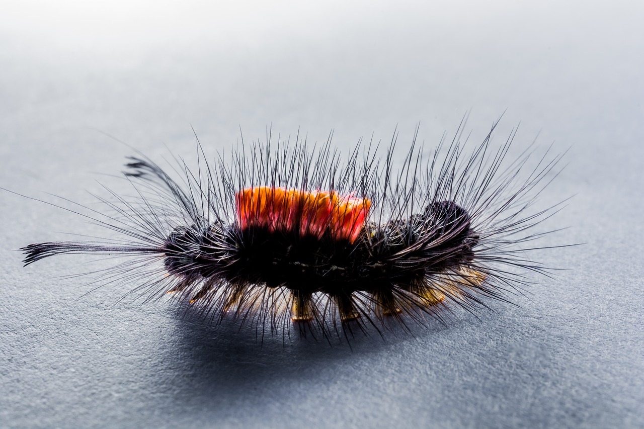 caterpillar hairy prickly free photo