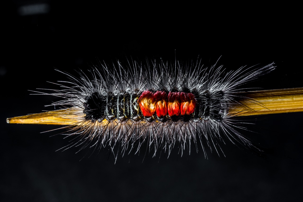 caterpillar hairy prickly free photo