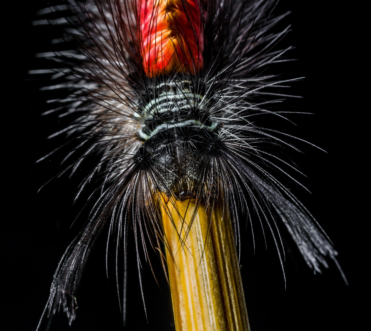 caterpillar hairy prickly free photo